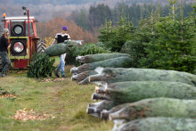 Des sapins de Noël emballés à l'approche des fêtes de fin d'année
