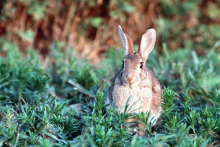 Un lapin de Garenne (Illustration)