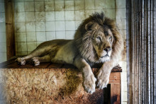 Un lion dans une cage (illustration)