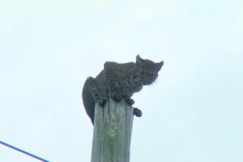 Le lynx aura mis une heure et demie à descendre du poteau