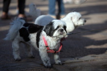 Des shih tzu (illustration)
