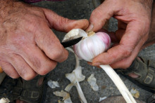 Un producteur d'ail épluchant une gousse (illustration) 
