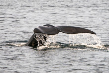 Une baleine nage dans l'Atlantique Nord, en avril 2019 