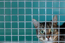 Un chat dans un refuge de la SPA (illustration).