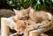 Des chats (illustration). 