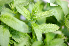 Que faire avec des feuilles de menthe ? 