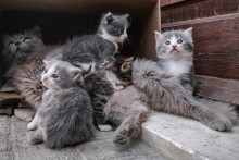 Des chatons entourant leur mère. (illustration)