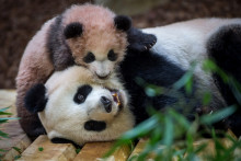 Instant câlin entre Yuan Meng, 5 mois, et sa maman Huan Huan