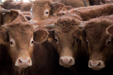 Des milliers de vaches sont mortes au Texas (illustration). 