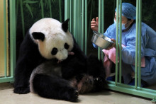  La femelle panda Huan Huan au zoo de Beauval à Saint-Aignan-sur-Cher, le 2 août 2021.