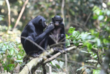 Des singes Bonobos qui interagissent.