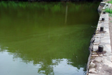 Les cyanobactéries donnent à l'eau une couleur verte et une consistance visqueuse (illustration)