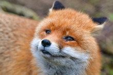 Un renard (illustration)