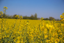 Un champ de colza, une plante utilisée pour fabriquer de l'agrocarburant (image d'illustration).