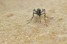 Le moustique est l'un des plus vieux animaux de la planète.