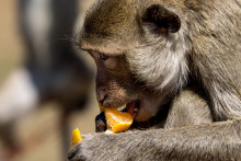 Un macaque mange un morceau de clémentine (illustration)