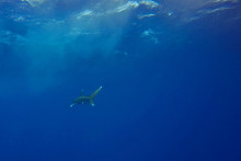 Un requin bleu (illustration)