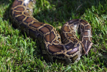 Un python birman aux États-Unis le 12 janvier 2013 (archives)