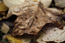 Des feuilles mortes (illustration)