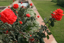 Des rosiers bien fleuris 