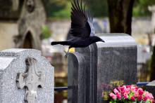 Des tombes dans un cimetière (illustration)