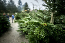 Un champ de sapins (illustration)