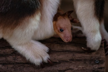 Un bébé kangourou arboricole né au zoo du Jardin des Plantes