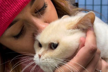 Le chat est un formidable animal de compagnie