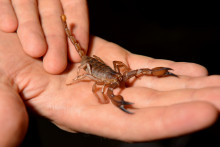 Un scorpion (Illustration). 