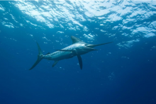 La conférence mondiale sur l'océan s’ouvre ce lundi 9 juin à Nice