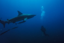 Après avoir fait peur à tout le monde, le requin est reparti vers le large (photo d'illustration).