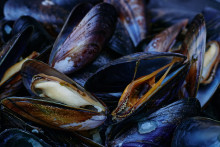 Des moules (illustration)