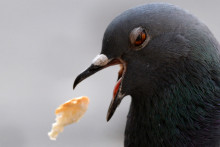 Un oiseau mange du pain