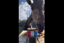 Image de la girafe Obano qui pronostique la victoire du XV de France face à l'ItalieGirafe