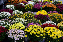 Seules les fleurs naturelles sont autorisées dans les cimetières naturels