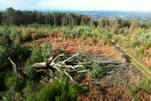 Le hêtre Ponthus, couché au sol après avoir été brisé par les vents violents de la tempête Ciaran dans la forêt de Brocéliande à Paimpont, le 3 novembre 2023.