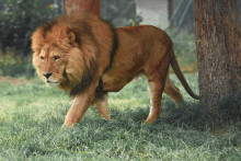 Un lion (image d'illustration).