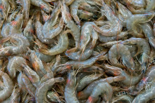 Des gambas (illustration)