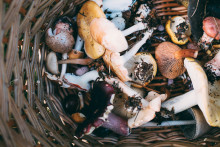 Des champignons (illustration)