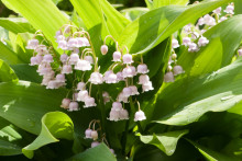 Du muguet rose