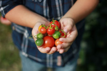 Des tomates