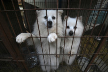 Des chiens en cage (illustration).