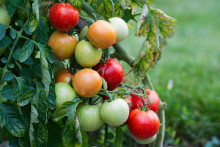 Un potager (illustration).