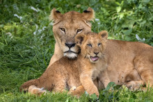 Des lions de l'Atlas (photo d'illustration)