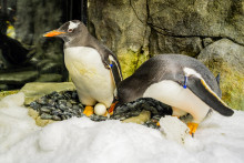 Une photo fournie le 22 août 2024 par SEA LIFE Sydney montre le manchot Sphen et son partenaire Magic s'occupant d'un œuf à l'aquarium SEA LIFE Sydney.