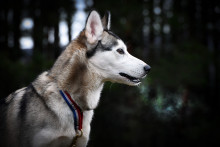 Un husky (illustration)