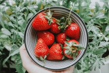 Les fraises sont les fruits parfaits pour vos desserts de l'été 