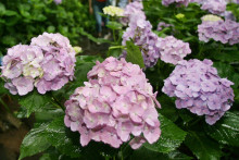 Conseils pour tailler ses hortensias