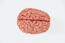 Un cerveau (illustration)