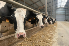 Des vaches de race Prim'Holstein